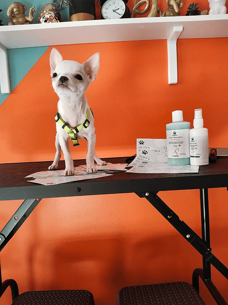 Dog care Novi Sad