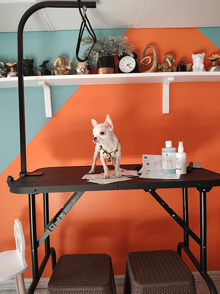 Dog hotel interior Novi Sad