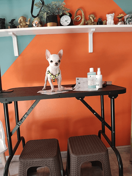 Pet hotel Serbia